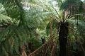 Tree fern gully, Pirianda Gardens IMG_7209